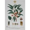Maxwell And Williams Royal Botanic Garden Tea Towel - Flowering Gum -Matchbox store GX0012 1024x1024