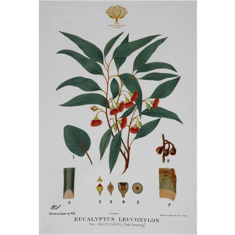 Maxwell And Williams Royal Botanic Garden Tea Towel - Flowering Gum 3 Maxwell And Williams Royal Botanic Garden Tea Towel - Flowering Gum