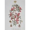 Maxwell And Williams Royal Botanic Garden Tea Towel - Boronia 2 Maxwell And Williams Royal Botanic Garden Tea Towel - Boronia -Matchbox store GX0014 1024x1024