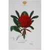 Maxwell And Williams Royal Botanic Garden Tea Towel - Telopea -Matchbox store GX0015 1024x1024