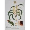 Maxwell And Williams Royal Botanic Garden Tea Towel - Wattle -Matchbox store GX0016 1024x1024