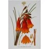 Maxwell And Williams Royal Botanic Garden Tea Towel - Christmas Bells 2 Maxwell And Williams Royal Botanic Garden Tea Towel - Christmas Bells -Matchbox store GX0017 1024x1024