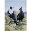 Maxwell And Williams Birds Of Australia Anniversary Tea Towel - Magpie -Matchbox store GX0087 1024x1024