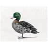 Maxwell And Williams Marini Ferlazzo Birds Tea Towel 50cm X 70cm - Chestnut Teal Duck -Matchbox store GX0093 1024x1024
