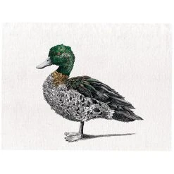 Maxwell And Williams Marini Ferlazzo Birds Tea Towel 50cm X 70cm - Chestnut Teal Duck